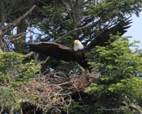 5-12-2014 mom leaving two eaglets in the nest_4346.JPG