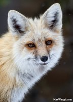 fox10.jpg fox10.jpg