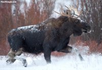 moose5.jpg moose5.jpg