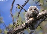 owl17.jpg owl17.jpg
