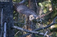 owl5.jpg owl5.jpg