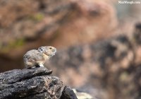pika25.jpg pika25.jpg