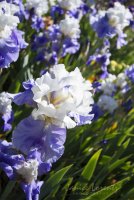 Irises.jpg