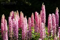 Lupines.jpg