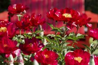 Whole lotta red..jpg