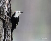 5-15-2014 White-headed Woodpecker - Plain_4361.JPG