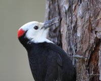 5-16-2014 White-headed Woodpecker - Plain_4427.JPG
