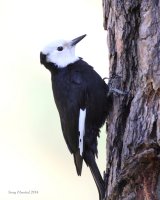 5-17-2014 f white-headed woodpecker Plain_4707.JPG