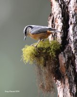 5-15-2014 red-breasted nuthatch_4364.JPG