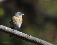 5-17-2014 f western bluebird plain_4647.JPG 5-17-2014 f western bluebird plain_4647.JPG