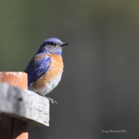 5-17-2014 m western bluebird plain_4682.JPG