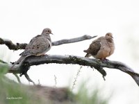 5-15-2014 mourning dove plain_4401.JPG