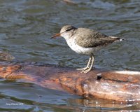 5-17-2014 spotted sandpiper wenatchee river_4736.JPG