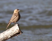 5-17-2014 f brown-headed cowbird Plain_4768.JPG