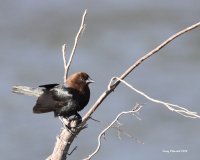 5-17-2014 f brown-headed cowbird Plain_4764.JPG 5-17-2014 f brown-headed cowbird Plain_4764.JPG