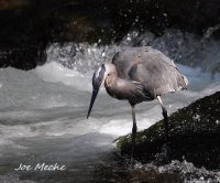 GreatBlue PatienceSmC.jpg
