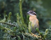 5-29-2014 f black-headed grosbeak_5186.JPG