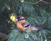 5-27-2014 juvie black-haded grosbeak_4960.JPG