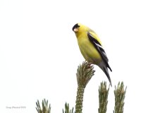5-29-2014 m american goldfinch_5067.JPG