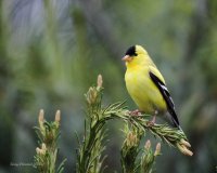 5-29-2014 m american goldfinch_5144.JPG