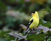 5-29-2014 m american goldfinch_5179.JPG