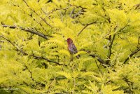 5-29-2014 house finch on honey locust_5039.JPG
