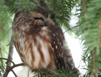 2-1-2013 reifel Saw Whet Owl  8831.JPG