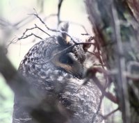 2-1-2013 long-eared owl boundary_8749 high contrast.JPG