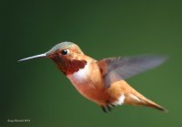 6-5-2014 m rufous at feeder_5314.JPG 6-5-2014 m rufous at feeder_5314.JPG