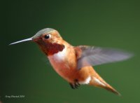 6-5-2014 m rufous at feeder_5318.JPG 6-5-2014 m rufous at feeder_5318.JPG