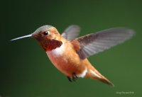 6-5-2014 m rufous at feeder_5319.JPG 6-5-2014 m rufous at feeder_5319.JPG