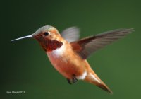 6-5-2014 m rufous at feeder_5320.JPG 6-5-2014 m rufous at feeder_5320.JPG