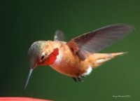 6-5-2014 m rufous at feeder_5315.JPG 6-5-2014 m rufous at feeder_5315.JPG