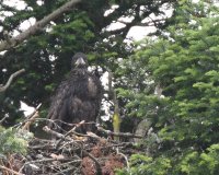 6-14-2014 eaglet nest_5424.JPG