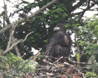 6-14-2014 eaglet nest_5425.JPG