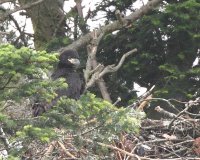 6-14-2014 eaglet nest_5427.JPG