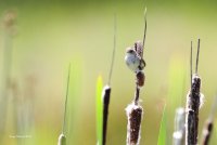 6-16-2014 marsh wren edmonds marsh_5463c2.JPG