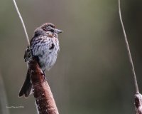 6-16-2014 song sparrow edmonds marsh_5534_filtered.jpg