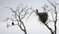 Eaglet and parent.jpg