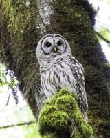 Owl 6-19-14.jpg