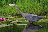 6-27-2014 great blue heron pt edwards_6232.JPG 6-27-2014 great blue heron pt edwards_6232.JPG