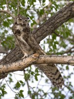 owl4008.jpg