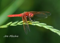 CardMeadowhawkThree.jpg