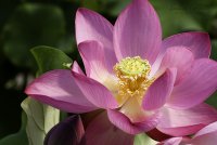 Water Lilly 2.jpg