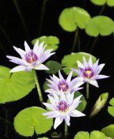 Water Lilly.jpg