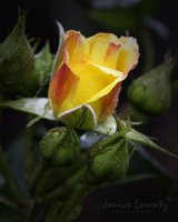 red n yellow rose.jpg