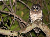 owl6038.jpg