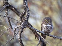 owl6870.jpg