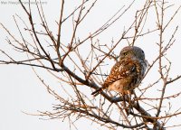 owletpearlspotted9.jpg
