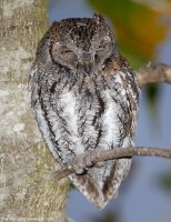 owl1.jpg